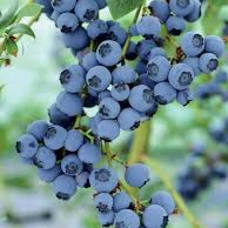 Blue berry